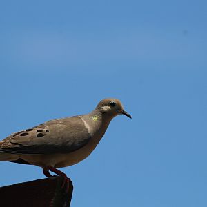 Eastern Mourning Dove