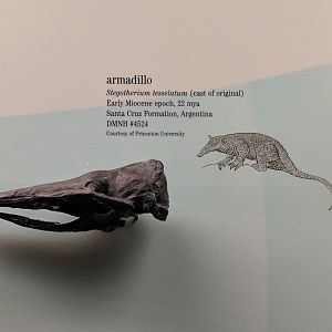 Stegotherium tesselatum