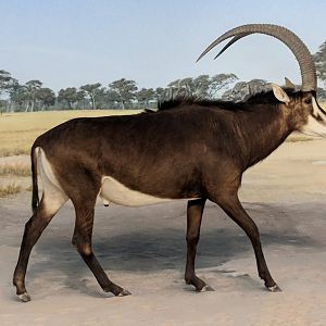 Sable antelope (Hippotragus niger)