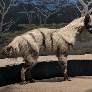 Aardwolf (Proteles cristata)