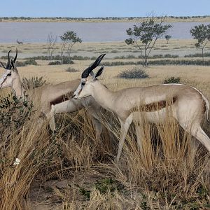 Springbok (Antidorcas marsupialis)