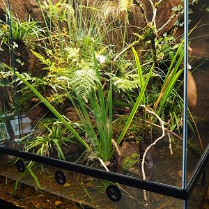 European tree frog - European noble crayfish terrarium (Oct 13th, 2018)