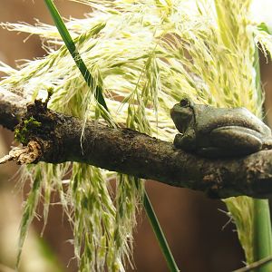 European tree frog (Hyla arborea), Oct 13th, 2018
