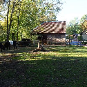 Dutch Belted cow paddock (Oct 13th, 2018)