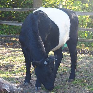 Dutch Belted cow (Bos taurus taurus), Oct 13th, 2018
