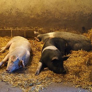 Livar of Limburg monastery pigs (Sus scrofa domestica), Oct 13th, 2018