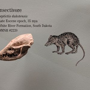 Leptictis dakotensis