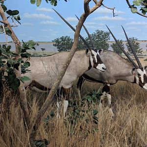 Gemsbok (Oryx gazella)