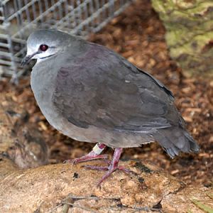 Geotrygon lawrencii / Purplish-backed quail dove at Dallas World Aquarium