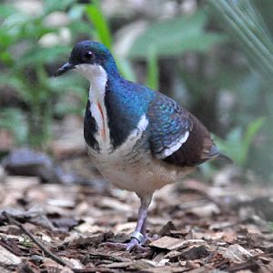 Gallicolumba keayi / Negros bleeding-heart at Negros Forests and Ecological Foundation