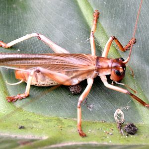 Grasshopper.