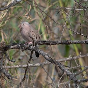 Common Ground Dove (Columbina passerina pallescens?)