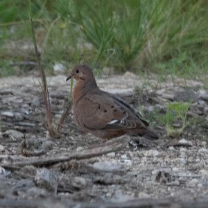 Zenaida Dove (Zenaida aurita zenaida?)