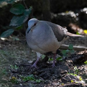 White-tipped Dove (Leptotila verreauxi angelica)