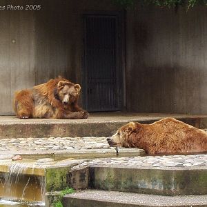 Kodiak bear enclosure 1980 - 2010