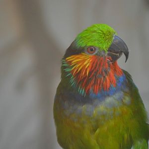 Edwards Fig Parrot