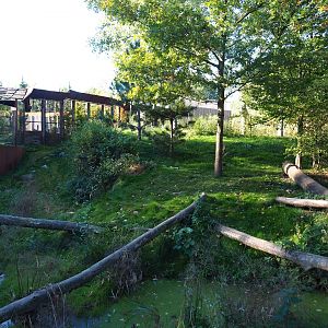 Eurasian lynx exhibit (Oct 13th, 2018)