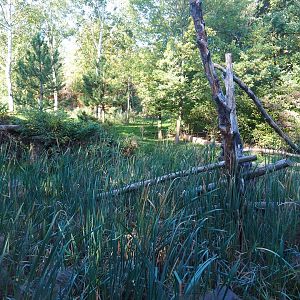 Eurasian lynx exhibit (Oct 13th, 2018)