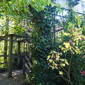 European greenfinch aviary (Oct 13th, 2018)