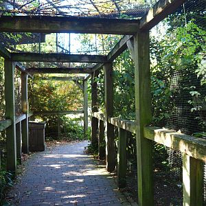 Viewing area underneath European greenfinch aviary (Oct 13th, 2018)