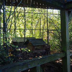 European greenfinch aviary (Oct 13th, 2018)