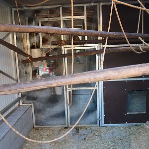 Barbary macaque holding (Oct 13th, 2018)