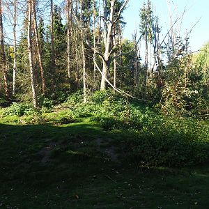 Barbary macaque exhibit (Oct 13th, 2018)