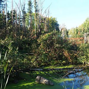 Barbary macaque exhibit (Oct 13th, 2018)