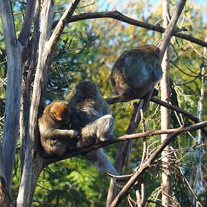 Barbary macaques (Macaca sylvanus) in the trees (Oct 13th, 2018)
