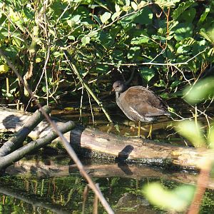 Juvenile common moorhen (Gallinula chloropus), Oct 13th, 2018