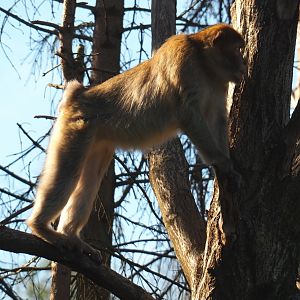 Barbary macaque (Macaca sylvanus), Oct 13th, 2018