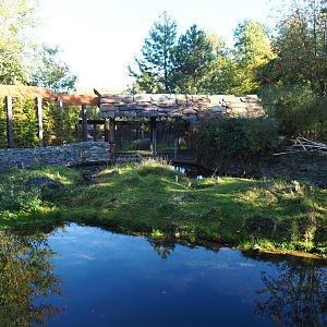 North American beaver exhibit (Oct 13th, 2018)