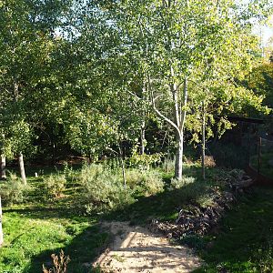 Eurasian lynx exhibit (Oct 13th, 2018)