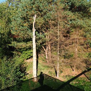 Eurasian lynx exhibit (Oct 13th, 2018)