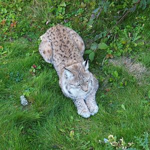 Eurasian lynx (Lynx lynx lynx), Oct 13th, 2018