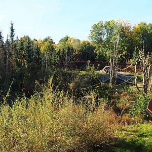 Barbary macaque exhibit (Oct 13th, 2018)