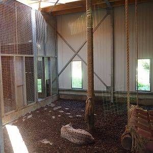 Eurasian lynx holding (Oct 13th, 2018)