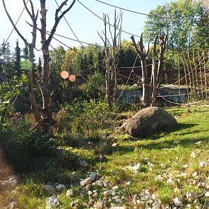 Barbary macaque exhibit (Oct 13th, 2018)