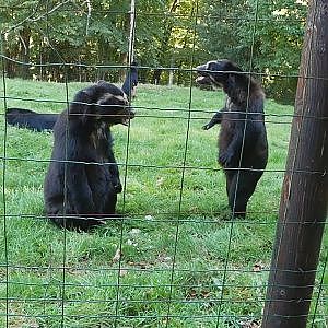 Spectacled Bear Feeding and Fighting! @ CERZA Parc des Safaris - YouTube