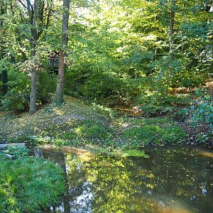 European wolverine exhibit (Oct 13th, 2018)
