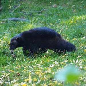 European wolverine (Gulo gulo gulo), Oct 13th, 2018