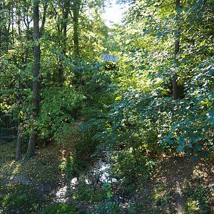 European wolverine exhibit (Oct 13th, 2018)