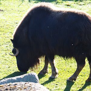 Musk ox (Ovibos moschatus), Oct 13th, 2018