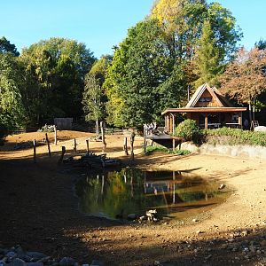 Eurasian forest reindeer exhibit (Oct 13th, 2018)