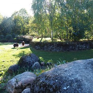 Musk ox exhibit (Oct 13th, 2018)