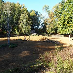 Eurasian forest reindeer exhibit (Oct 13th, 2018)