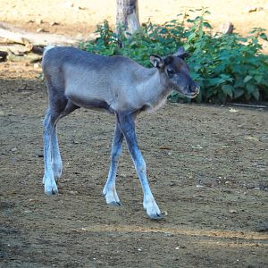 Juvenile male Eurasian forest reindeer (Rangifer tarandus fennicus), Oct 13th, 2018