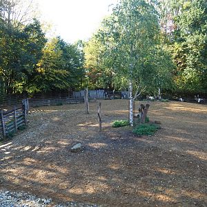 Eurasian forest reindeer paddock (Oct 13th, 2018)