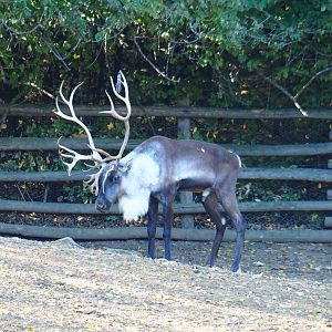 Adult male Eurasian forest reindeer (Rangifer tarandus fennicus), Oct 13th, 2018