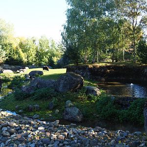 Musk ox exhibit (Oct 13th, 2018)